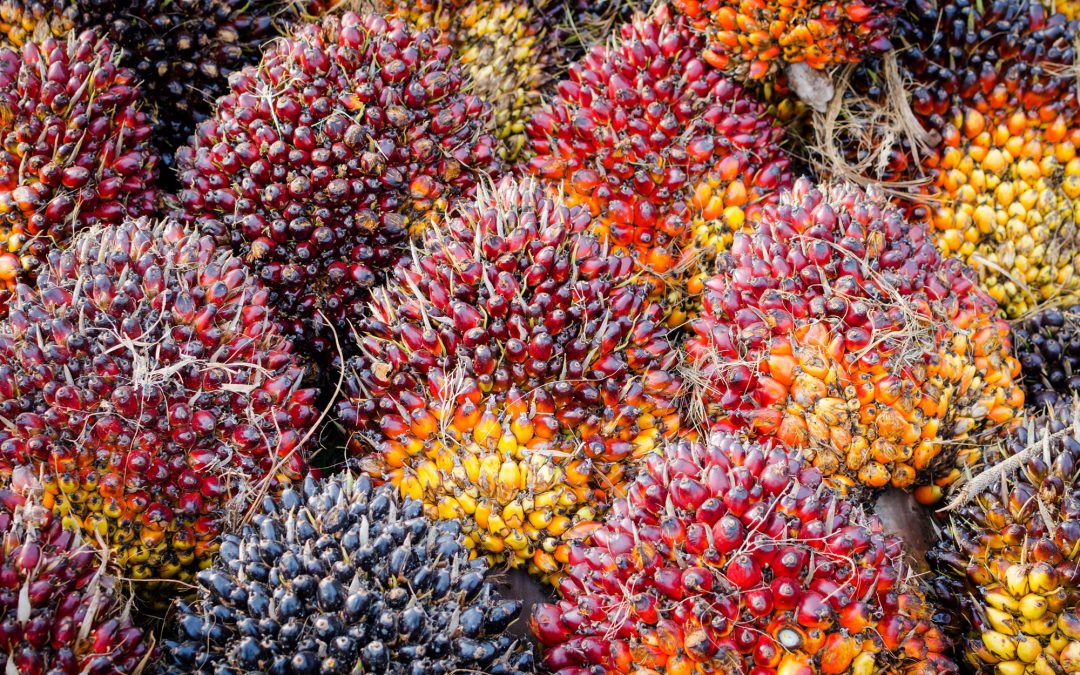 Tandan Buah Segar