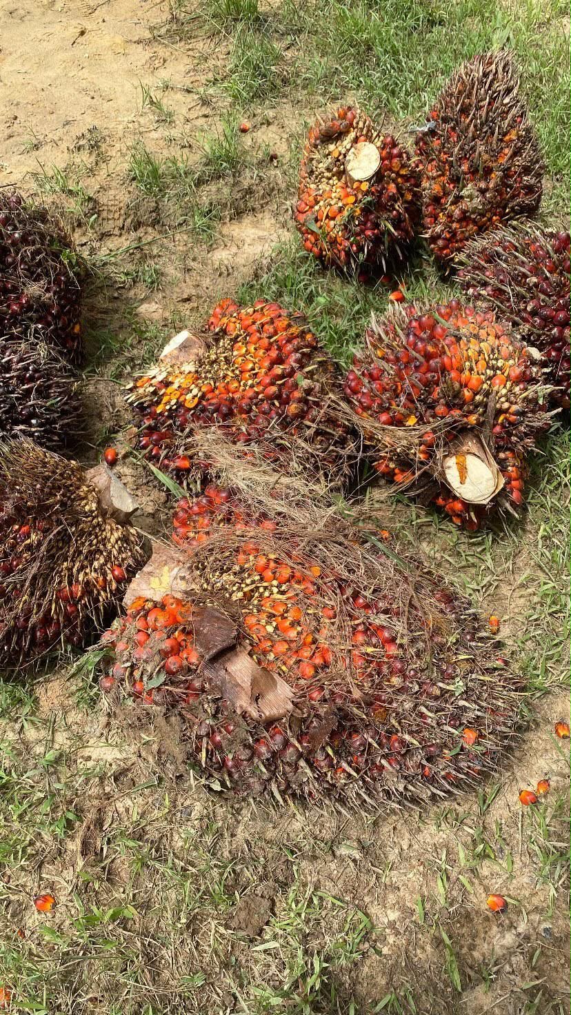 Kebun sawit